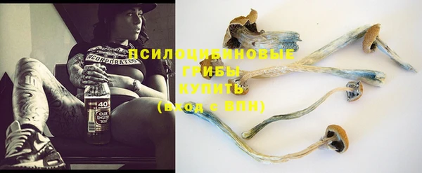 прущие грибы Арсеньев